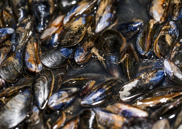 Close-up of fresh black clams