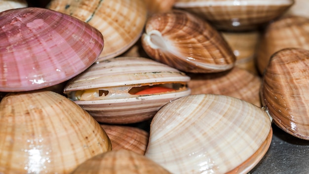 Close-up of fresh clams