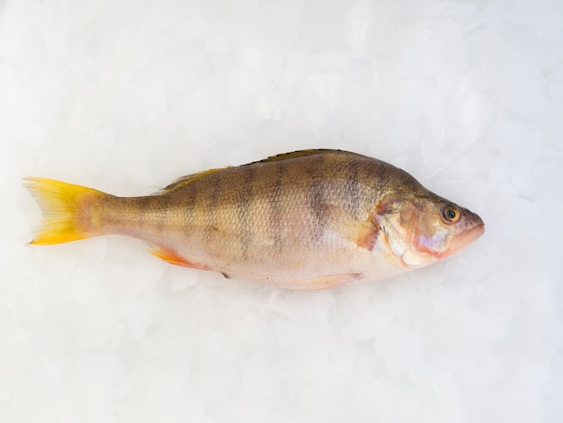 Free photo close-up fresh fish laying on ice cubes