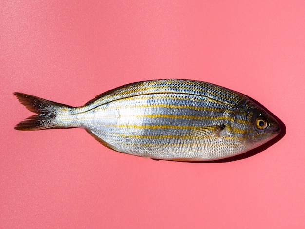 Close-up fresh fish with gills