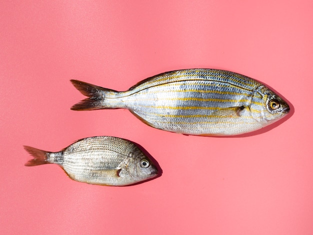 Free photo close-up fresh fishes with gills