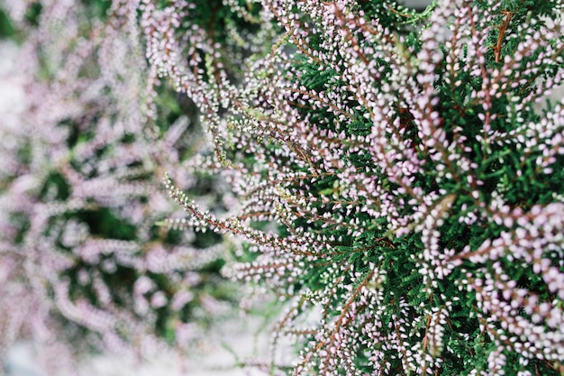 Free photo close-up of fresh flowers in bloom