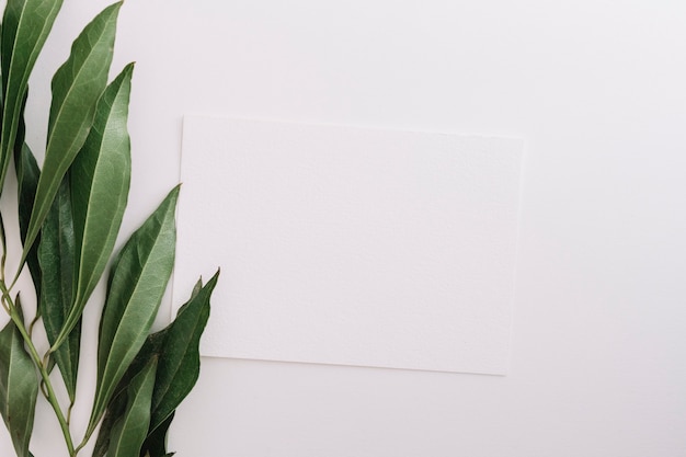 Free Photo close-up of fresh green leaves with blank paper on white background