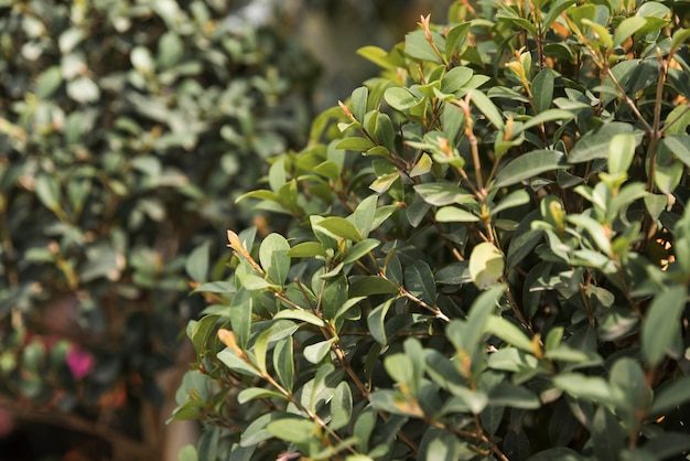 Free photo close-up of fresh green leaves