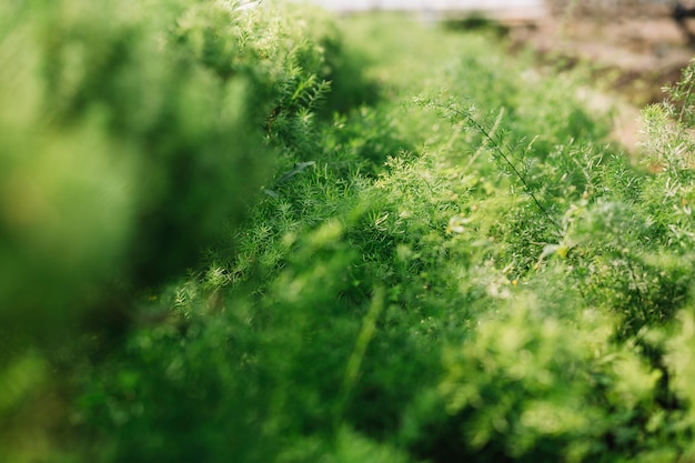 Free photo close-up of fresh green plants