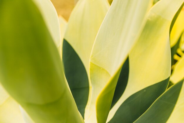 Close-up of fresh leaves