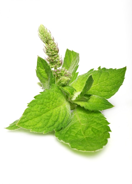 Free photo close up of fresh mint leaves