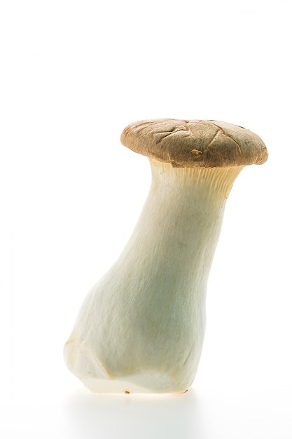 Close-up of fresh mushroom