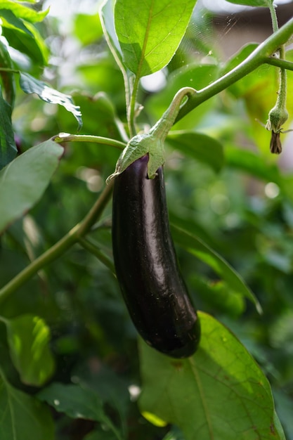 Close up fresh organic eggplant in the garden.