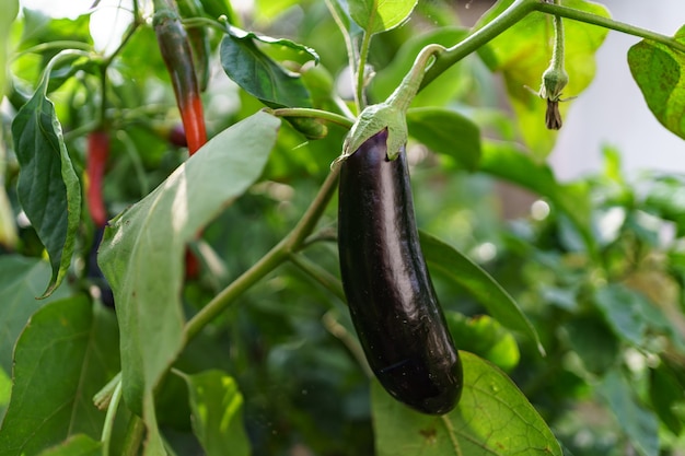 Free photo close up fresh organic eggplant in the garden.