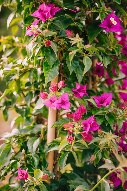 Free photo close-up of fresh pink bougainvillea flowers