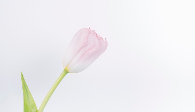 Free photo close-up of fresh pink tulip flower on white backdrop