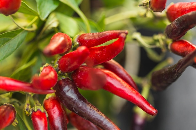 Free photo close-up of fresh red chili peppers