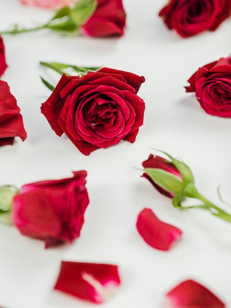 Free photo close up of fresh red roses