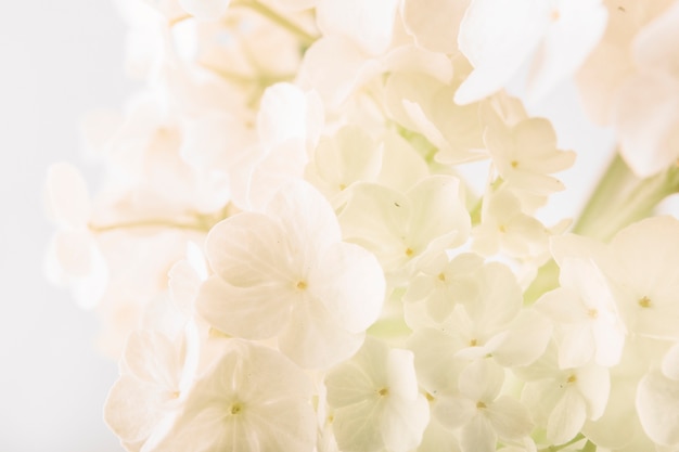 Close-up of fresh white flowers bouquet