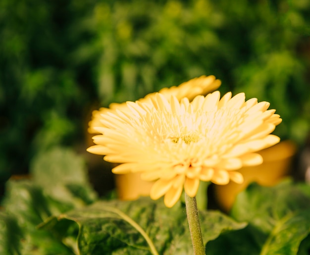 Close-up of fresh yellow gerbera flower