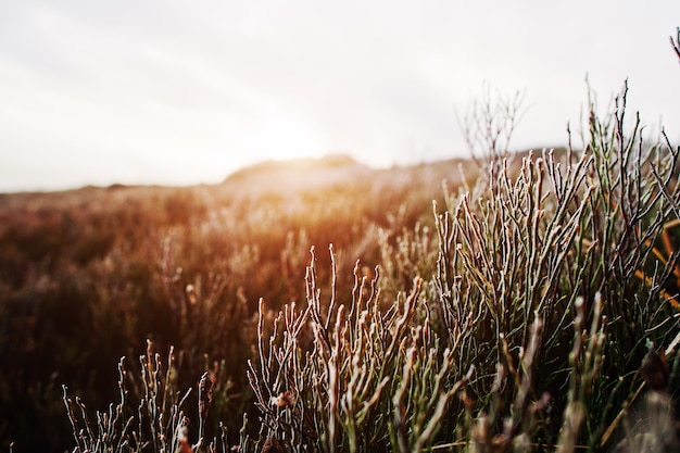 Free Photo close up of frost pine grass on mountain hill with sun light