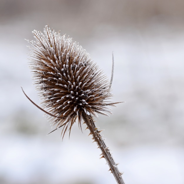 Free Photo "close-up of frost plant"