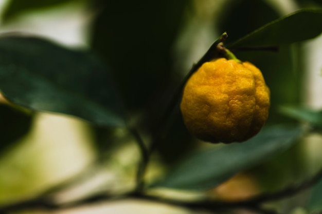 Free photo close-up fruit on tree