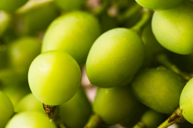 Free photo close-up fruits of mirabelle plums