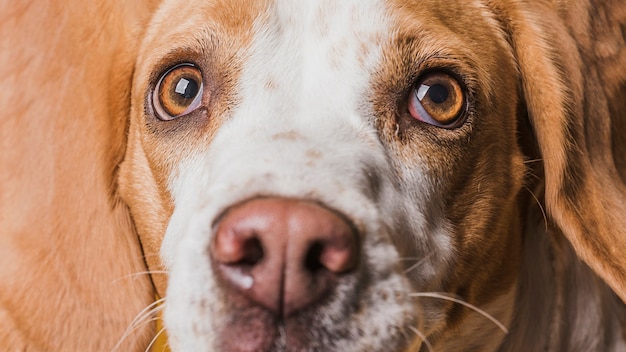 Free photo close-up funny face of beautiful dog