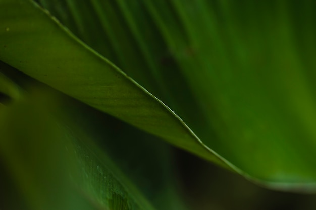 Free photo close-up garden plant leaf