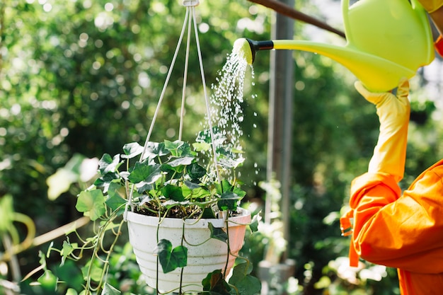 Close-up of a gardener hand pouring water on hanging potted plant