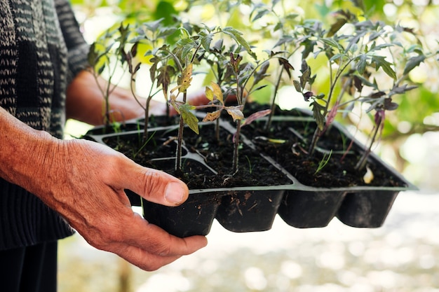 Free photo close up gardener holding a seeding tray