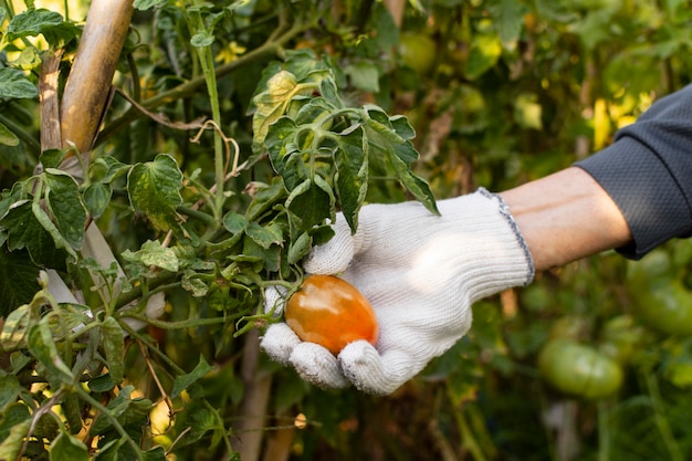 Close up gardener with plants