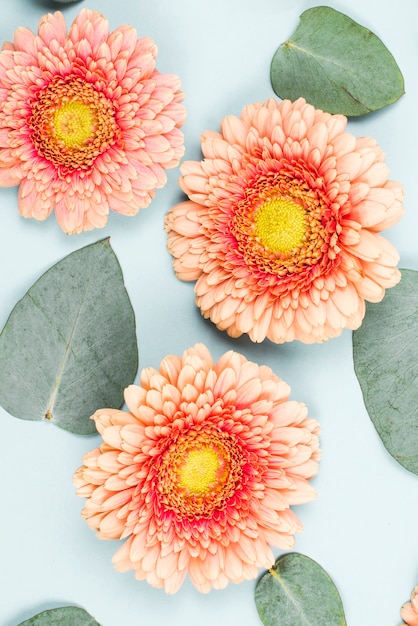 Free Photo close-up of gerbera flower and heart shape leaves on blue backdrop