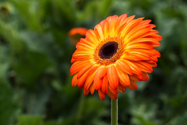 Close up gerbera in the garden