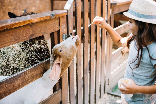 Close-up of a girl feeding food to goat peeking from fence