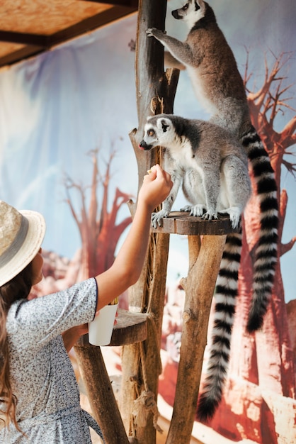 Free Photo close-up of a girl feeding to ring-tailed lemur in the zoo