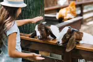 Free photo close-up of a girl patting goats in the barn