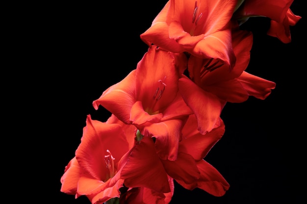 Close up on gladiolus flower details