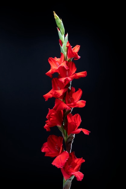 Free photo close up on gladiolus flower details