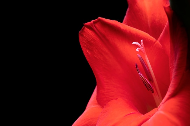 Close up on gladiolus flower details