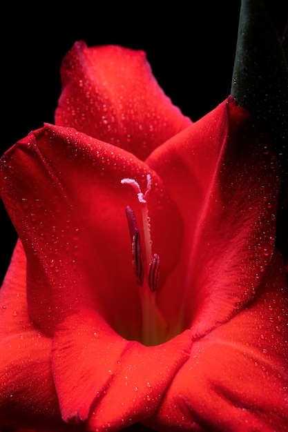 Free photo close up on gladiolus flower details