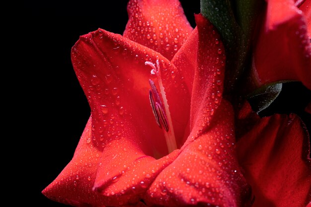 Close up on gladiolus flower details