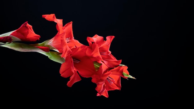 Close up on gladiolus flower details