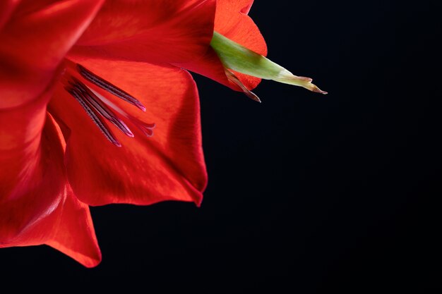 Close up on gladiolus flower details