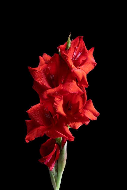 Free photo close up on gladiolus flower details