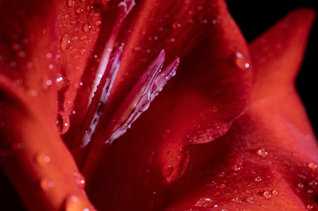 Close up on gladiolus flower details