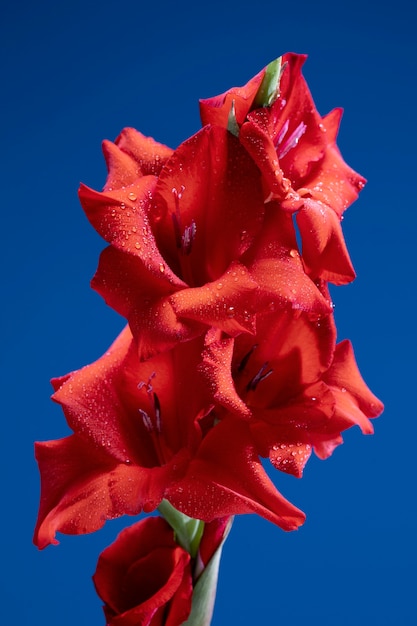 Close up on gladiolus flower details