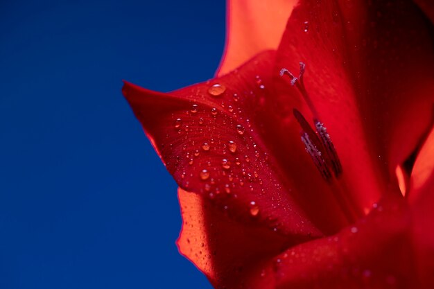 Close up on gladiolus flower details