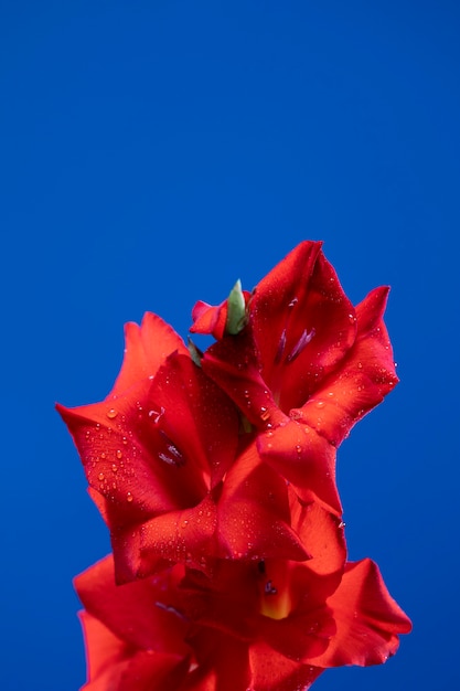 Free Photo close up on gladiolus flower details