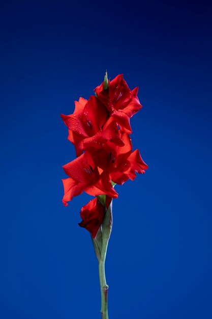 Close up on gladiolus flower details