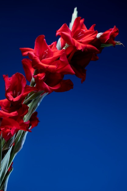 Close up on gladiolus flower details