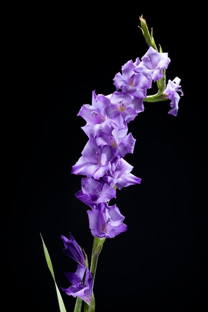 Free photo close up on gladiolus flower details