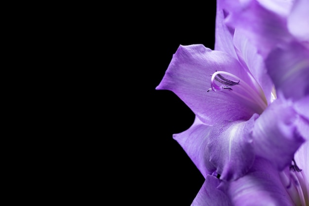 Free photo close up on gladiolus flower details